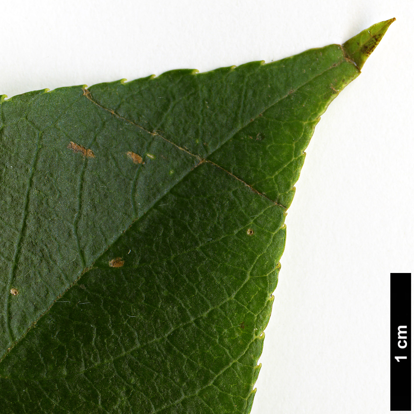 High resolution image: Family: Clethraceae - Genus: Clethra - Taxon: poilanei