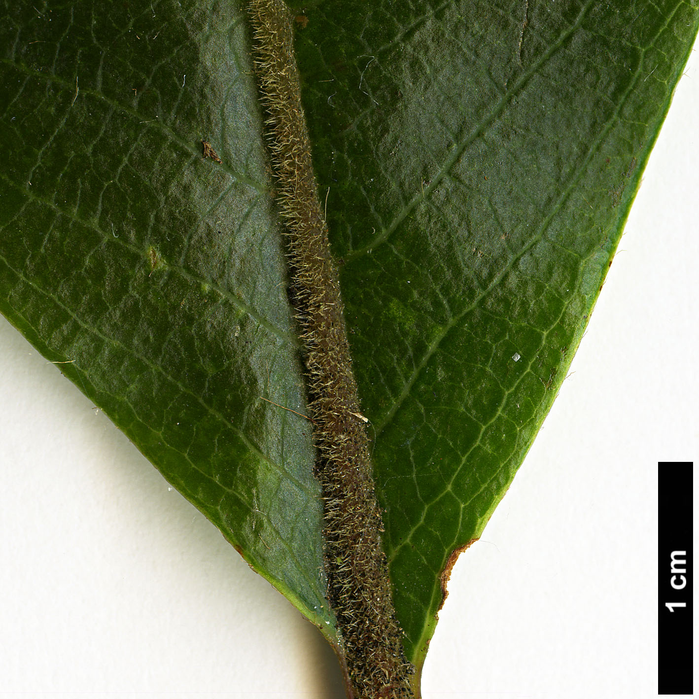 High resolution image: Family: Clethraceae - Genus: Clethra - Taxon: poilanei