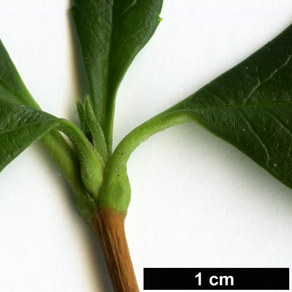 High resolution image: Family: Columelliaceae - Genus: Desfontainia - Taxon: fulgens