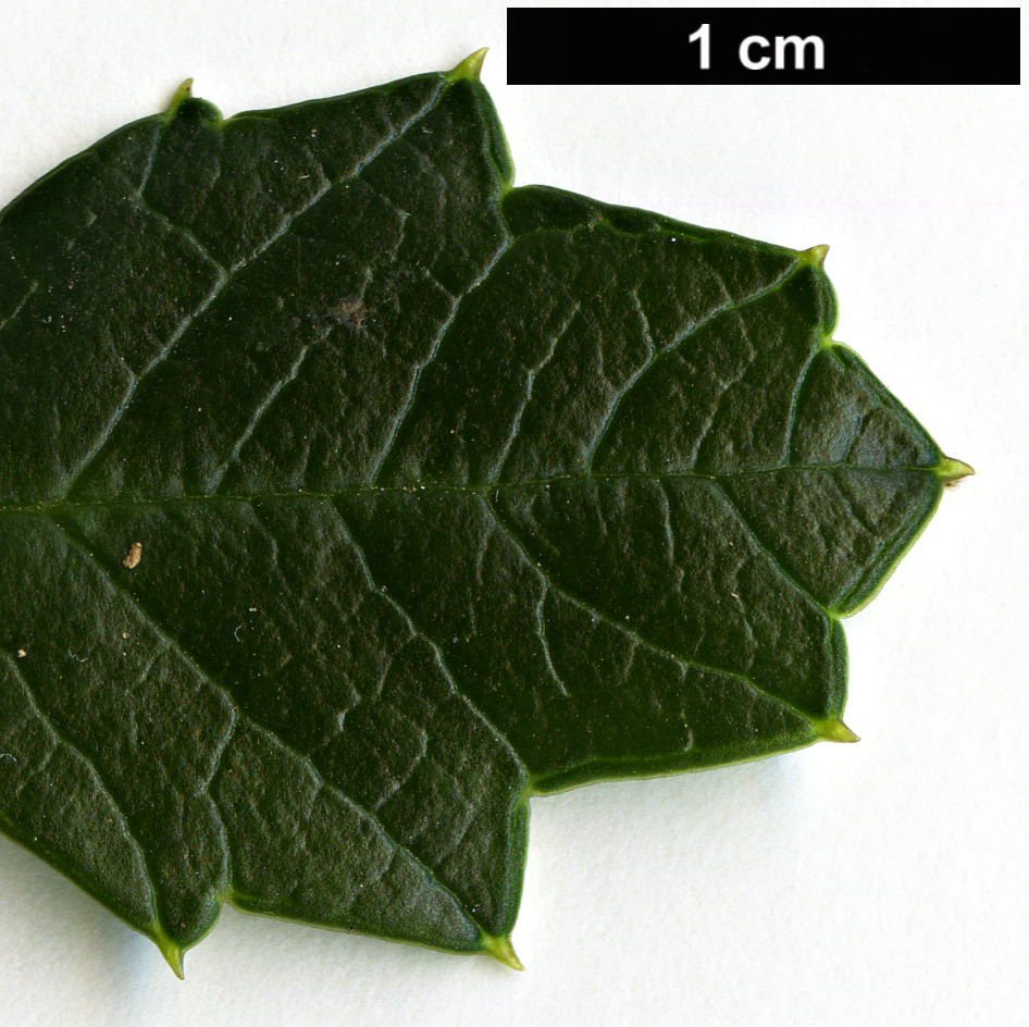 High resolution image: Family: Columelliaceae - Genus: Desfontainia - Taxon: fulgens