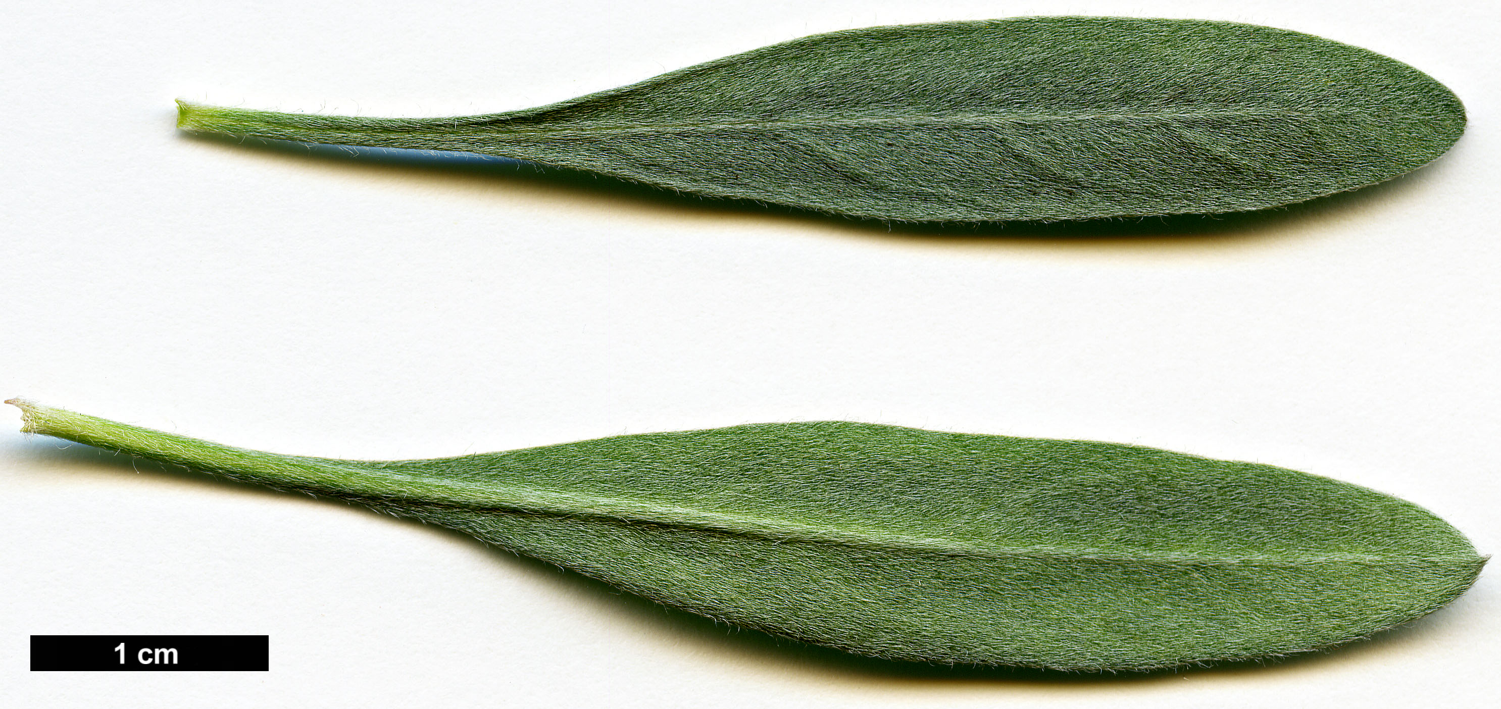 High resolution image: Family: Convolvulaceae - Genus: Convolvulus - Taxon: cneorum