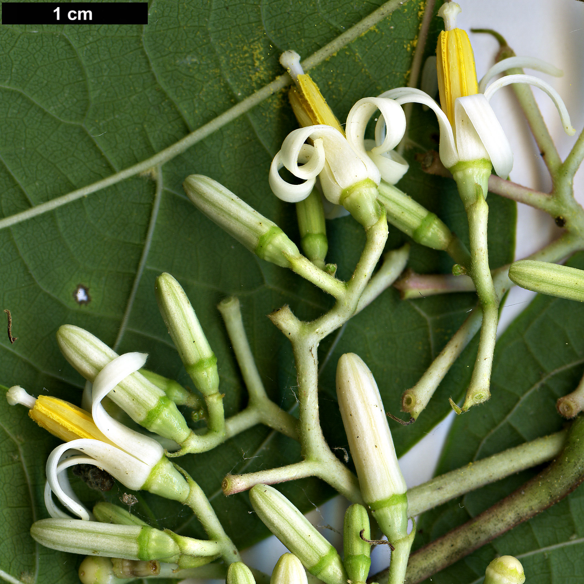 High resolution image: Family: Cornaceae - Genus: Alangium - Taxon: chinense
