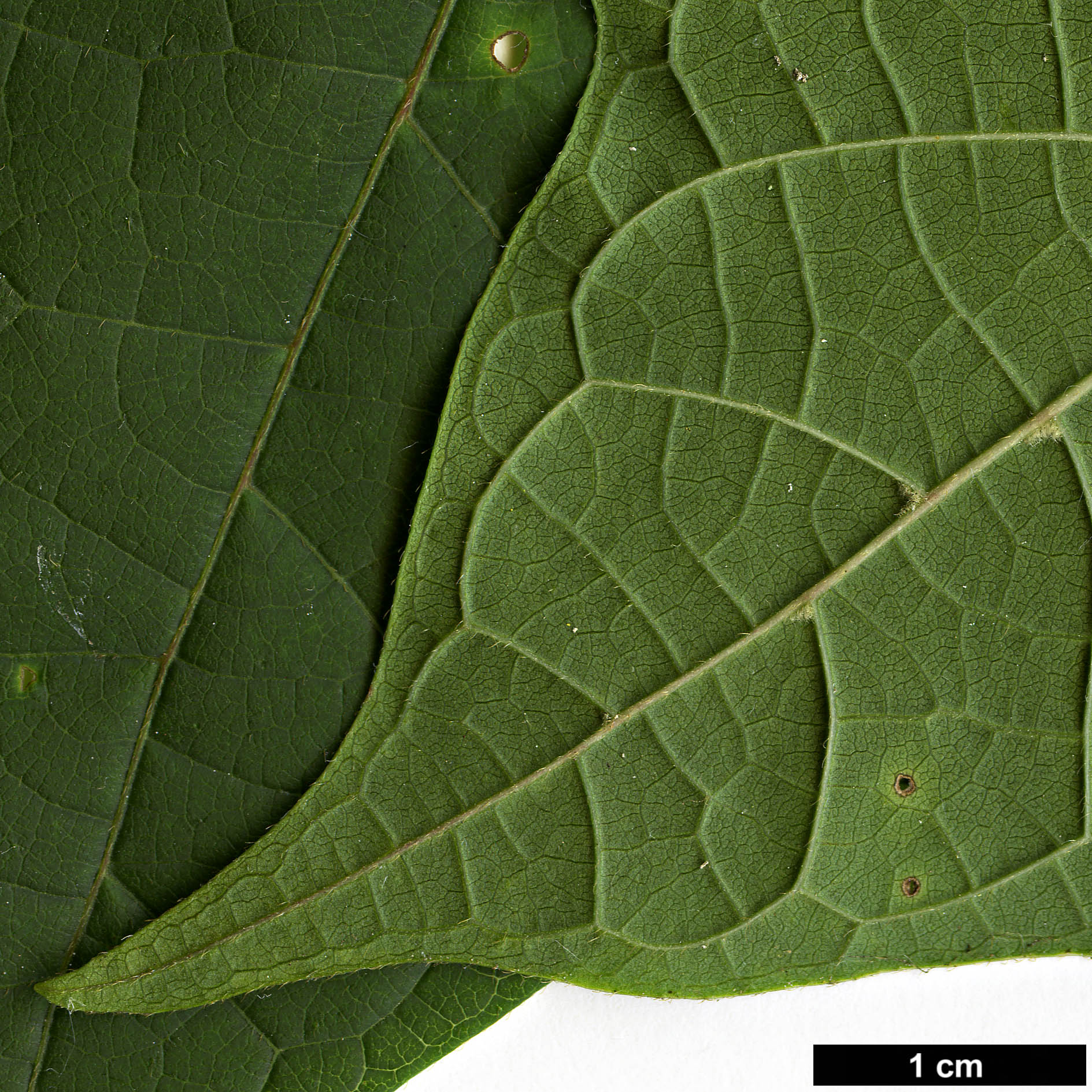 High resolution image: Family: Cornaceae - Genus: Alangium - Taxon: chinense