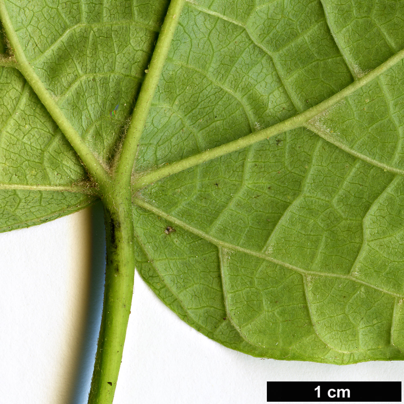 High resolution image: Family: Cornaceae - Genus: Alangium - Taxon: platanifolium