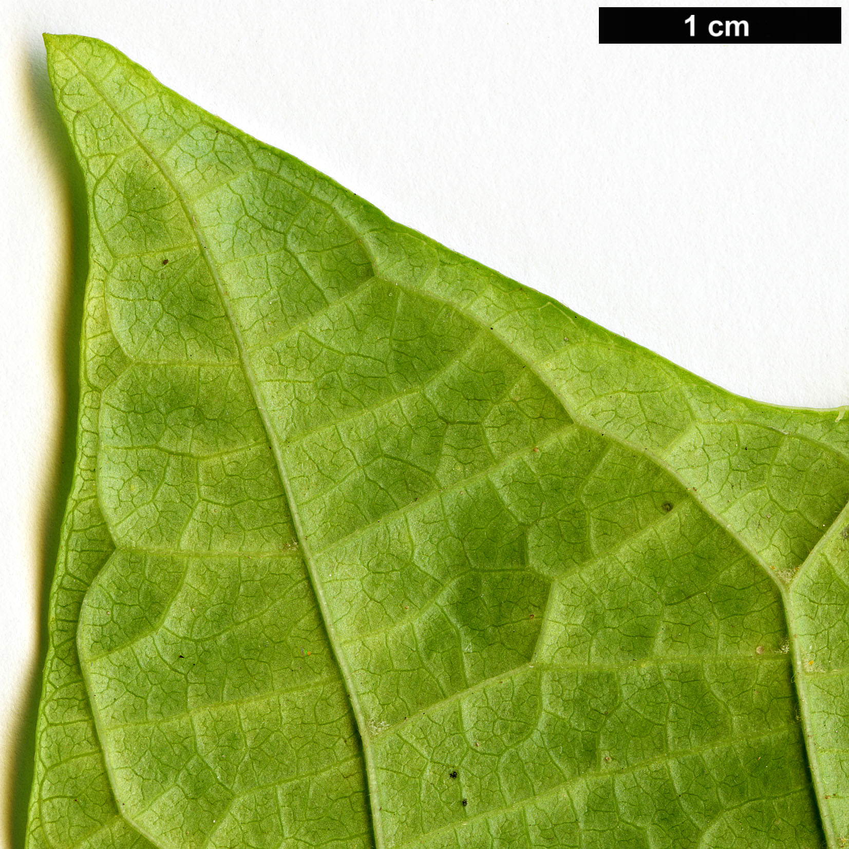 High resolution image: Family: Cornaceae - Genus: Alangium - Taxon: platanifolium