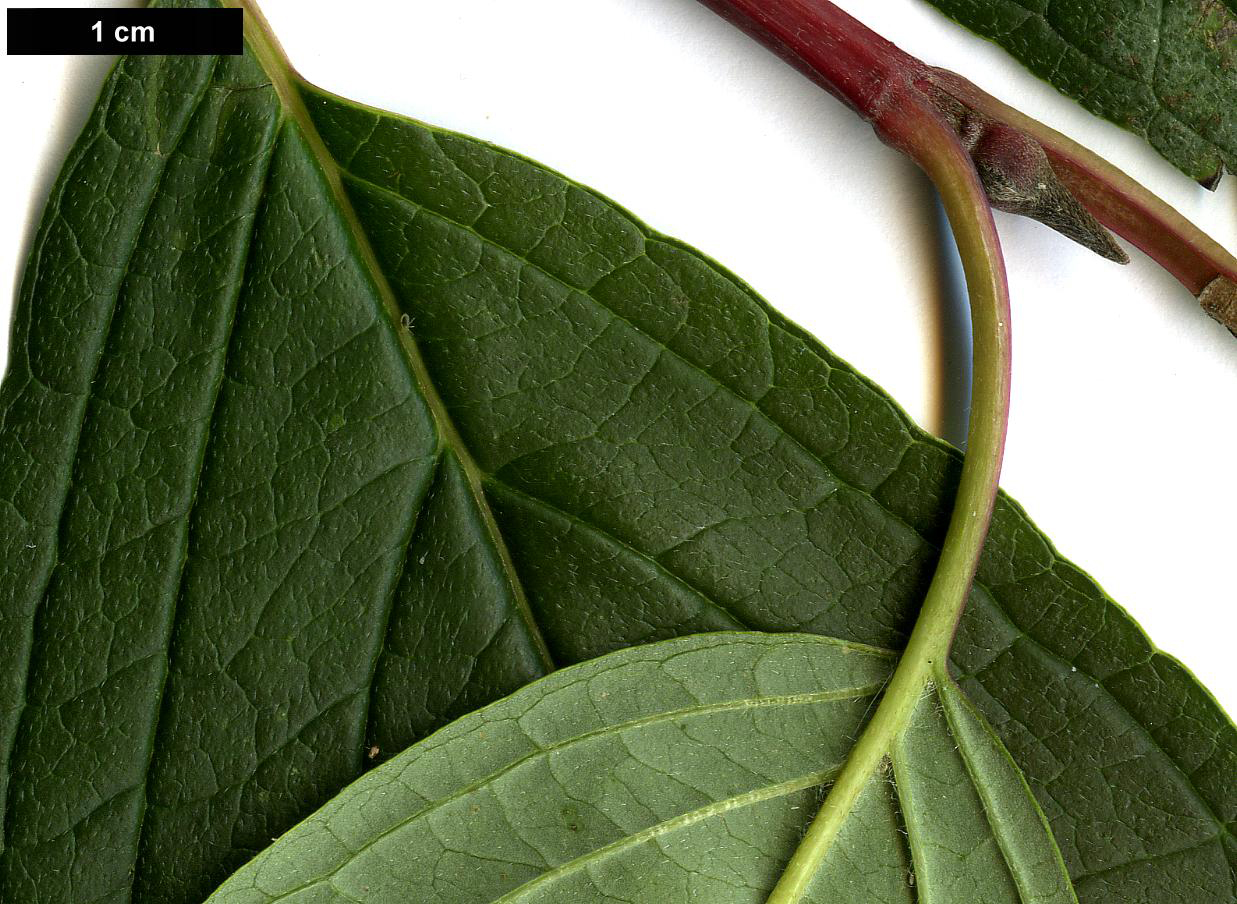 High resolution image: Family: Cornaceae - Genus: Cornus - Taxon: alba