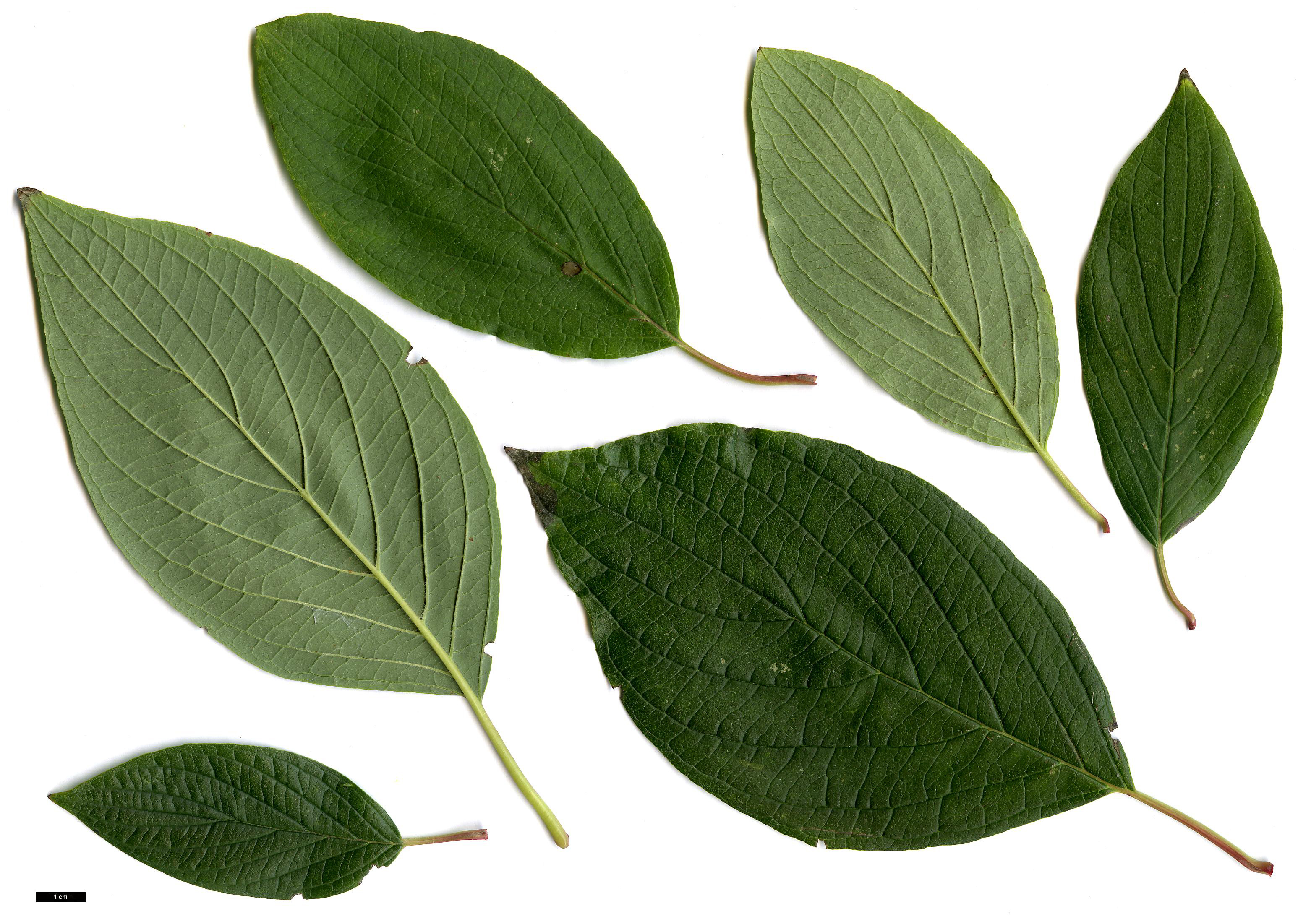 High resolution image: Family: Cornaceae - Genus: Cornus - Taxon: alba