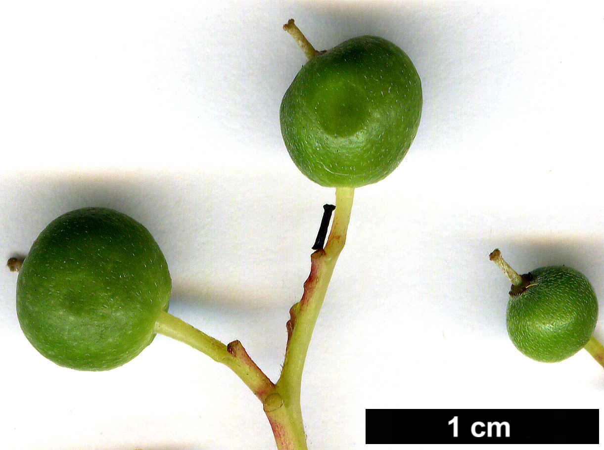 High resolution image: Family: Cornaceae - Genus: Cornus - Taxon: alternifolia