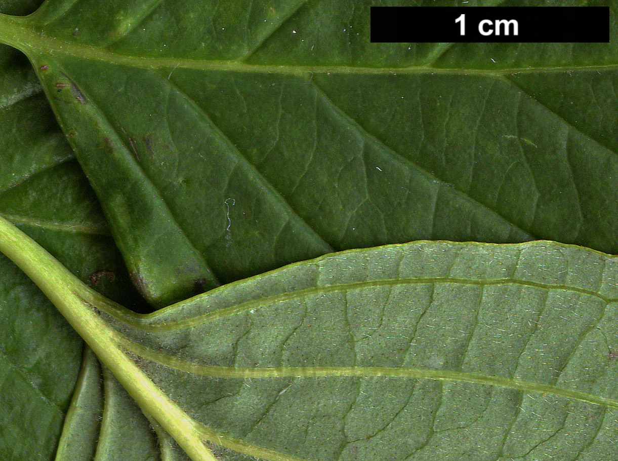 High resolution image: Family: Cornaceae - Genus: Cornus - Taxon: alternifolia