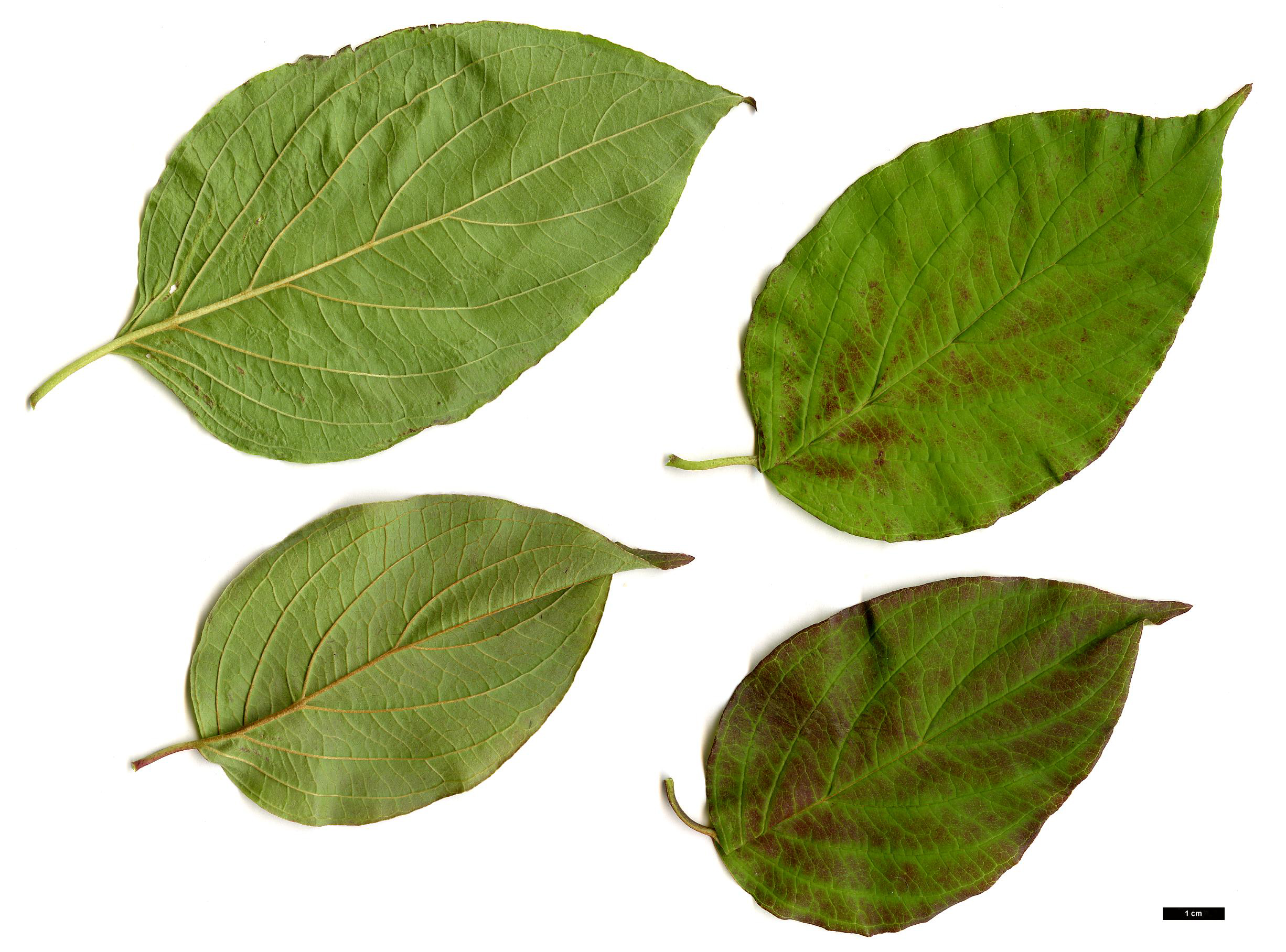 High resolution image: Family: Cornaceae - Genus: Cornus - Taxon: amomum
