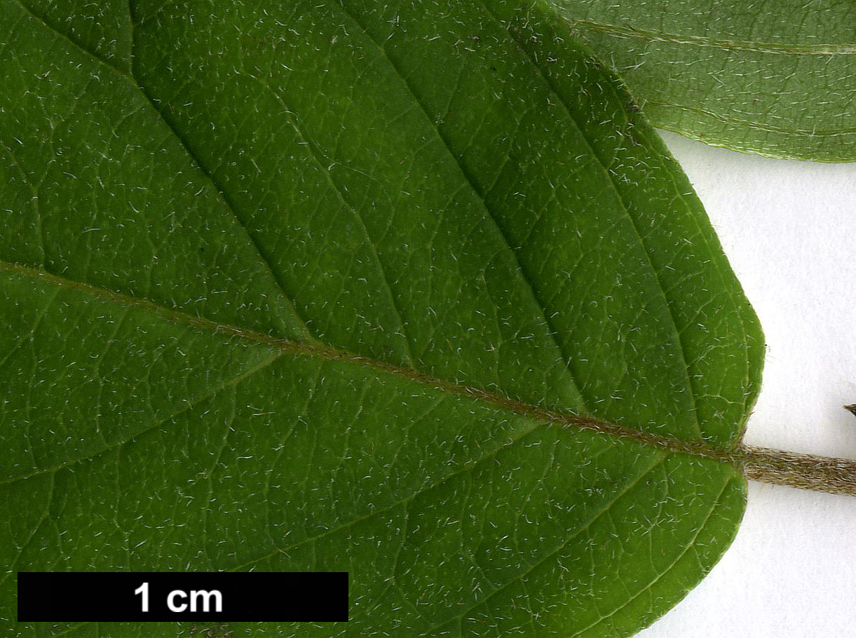 High resolution image: Family: Cornaceae - Genus: Cornus - Taxon: bretschneideri