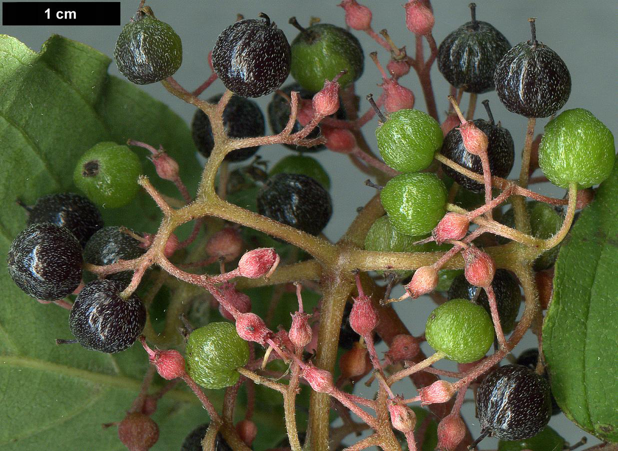 High resolution image: Family: Cornaceae - Genus: Cornus - Taxon: bretschneideri