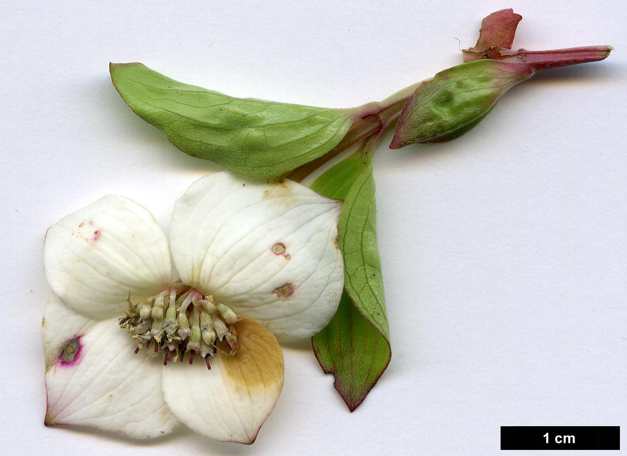 High resolution image: Family: Cornaceae - Genus: Cornus - Taxon: canadensis