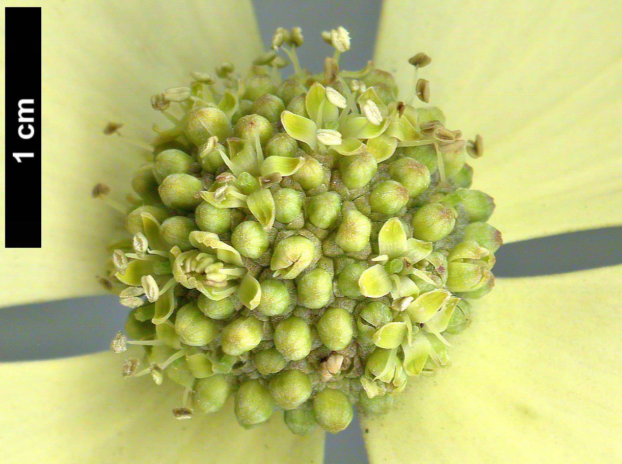 High resolution image: Family: Cornaceae - Genus: Cornus - Taxon: capitata