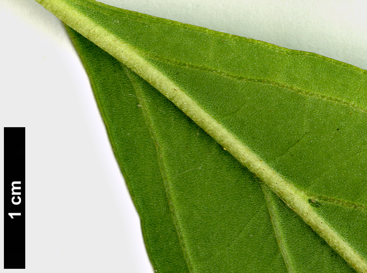 High resolution image: Family: Cornaceae - Genus: Cornus - Taxon: capitata