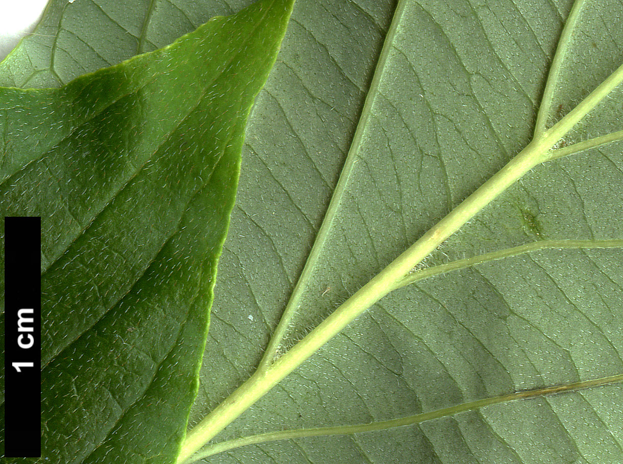 High resolution image: Family: Cornaceae - Genus: Cornus - Taxon: controversa