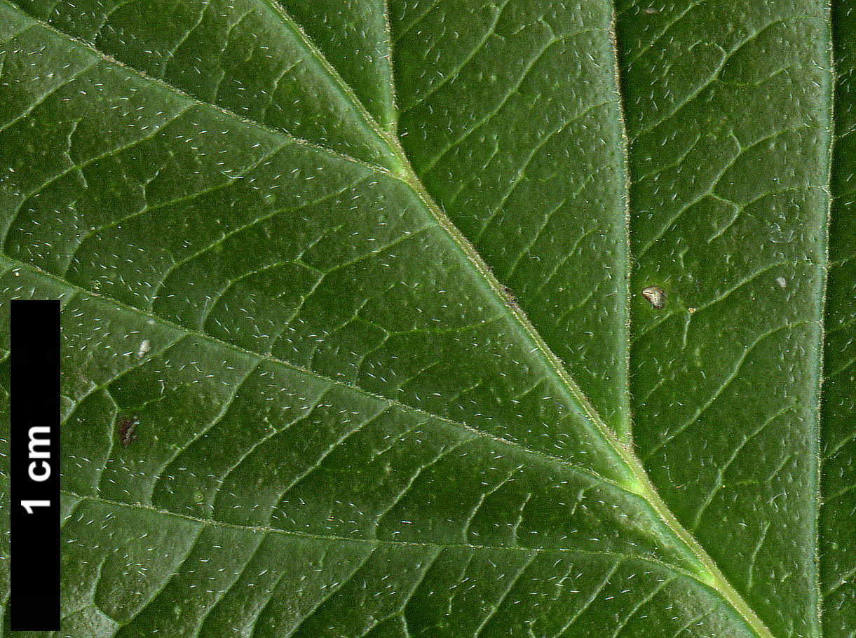 High resolution image: Family: Cornaceae - Genus: Cornus - Taxon: controversa