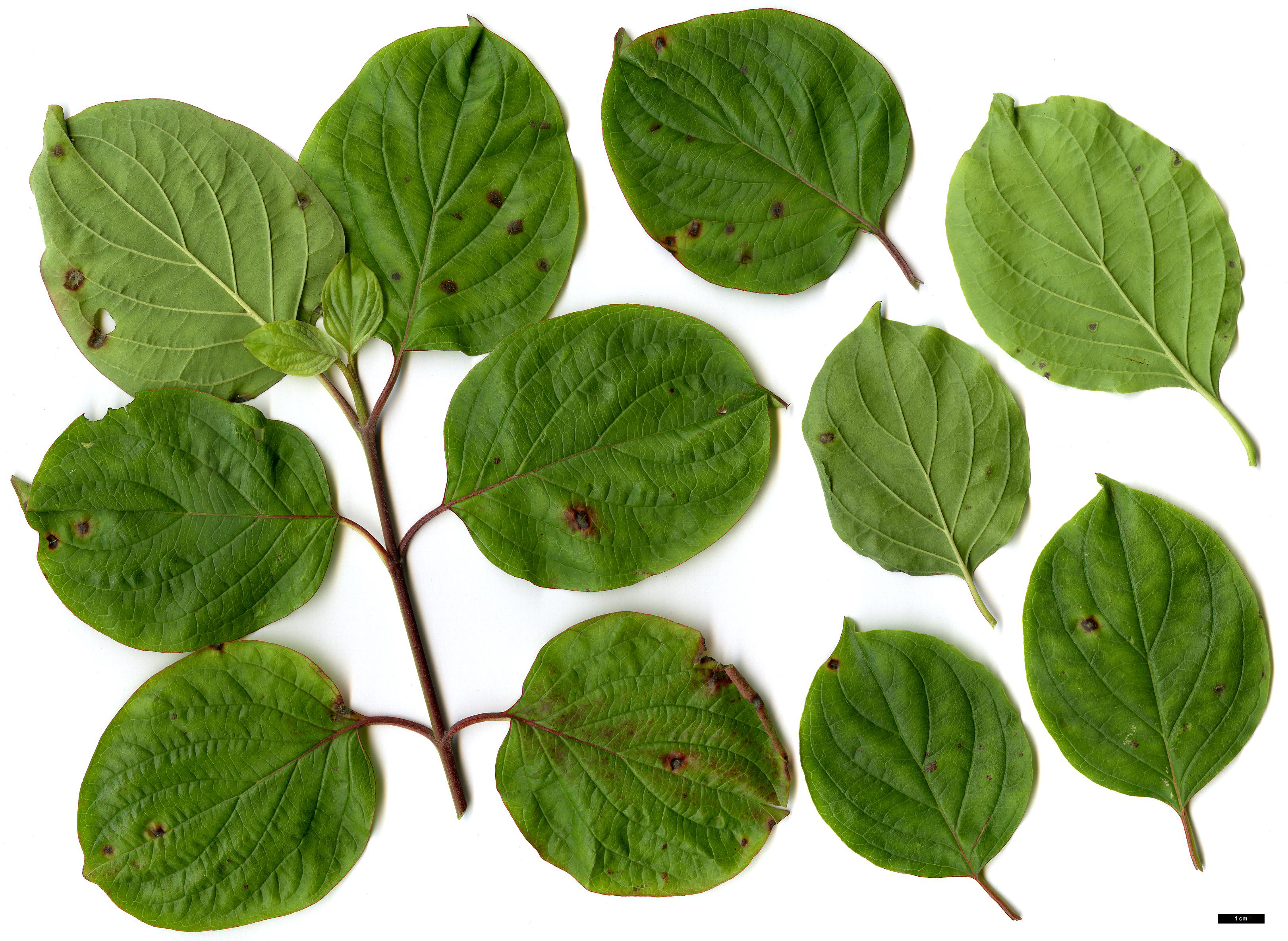 High resolution image: Family: Cornaceae - Genus: Cornus - Taxon: darvasica