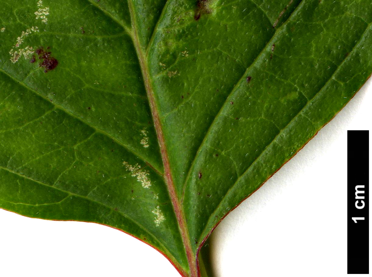 High resolution image: Family: Cornaceae - Genus: Cornus - Taxon: darvasica