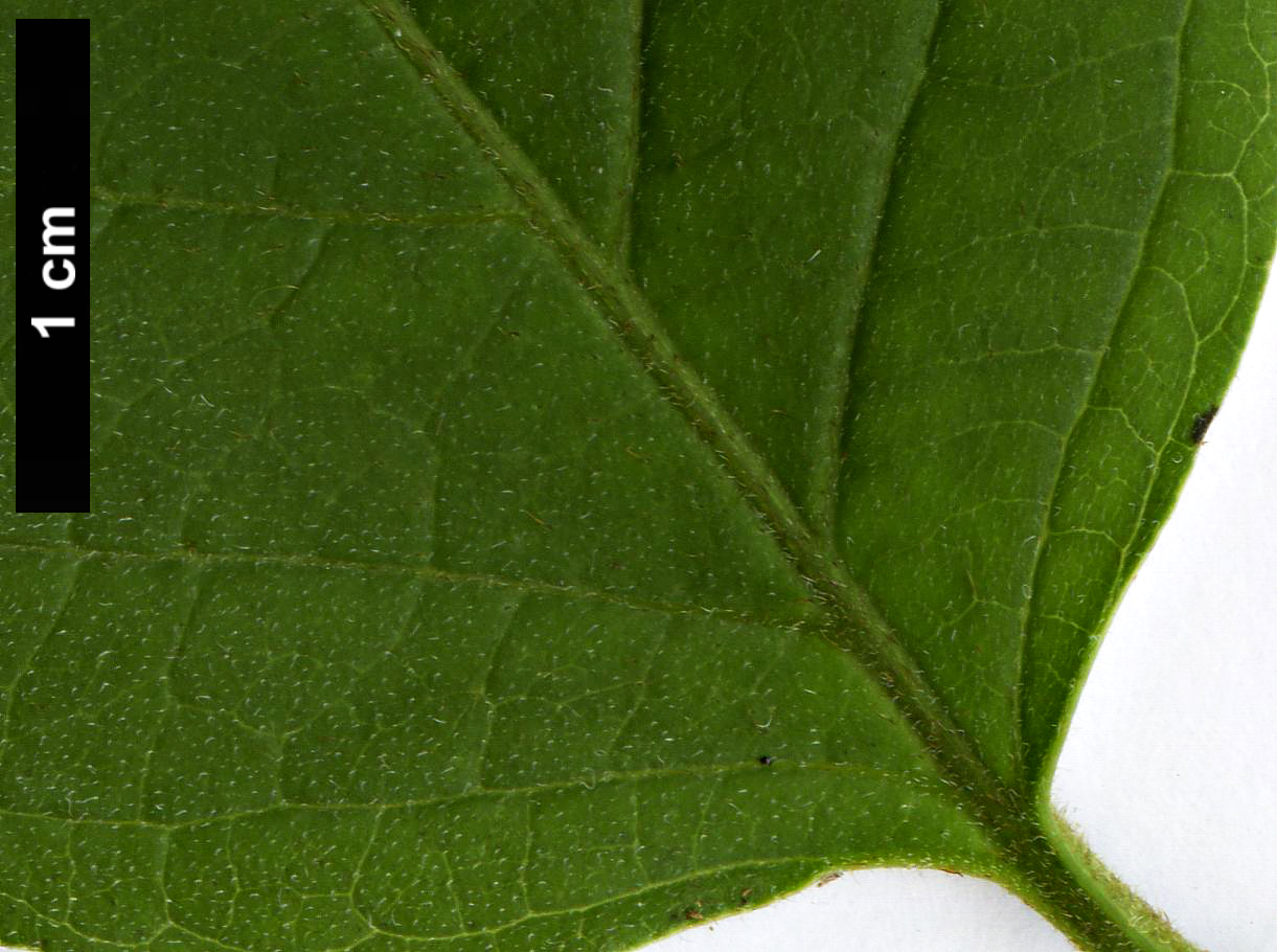 High resolution image: Family: Cornaceae - Genus: Cornus - Taxon: drummondii