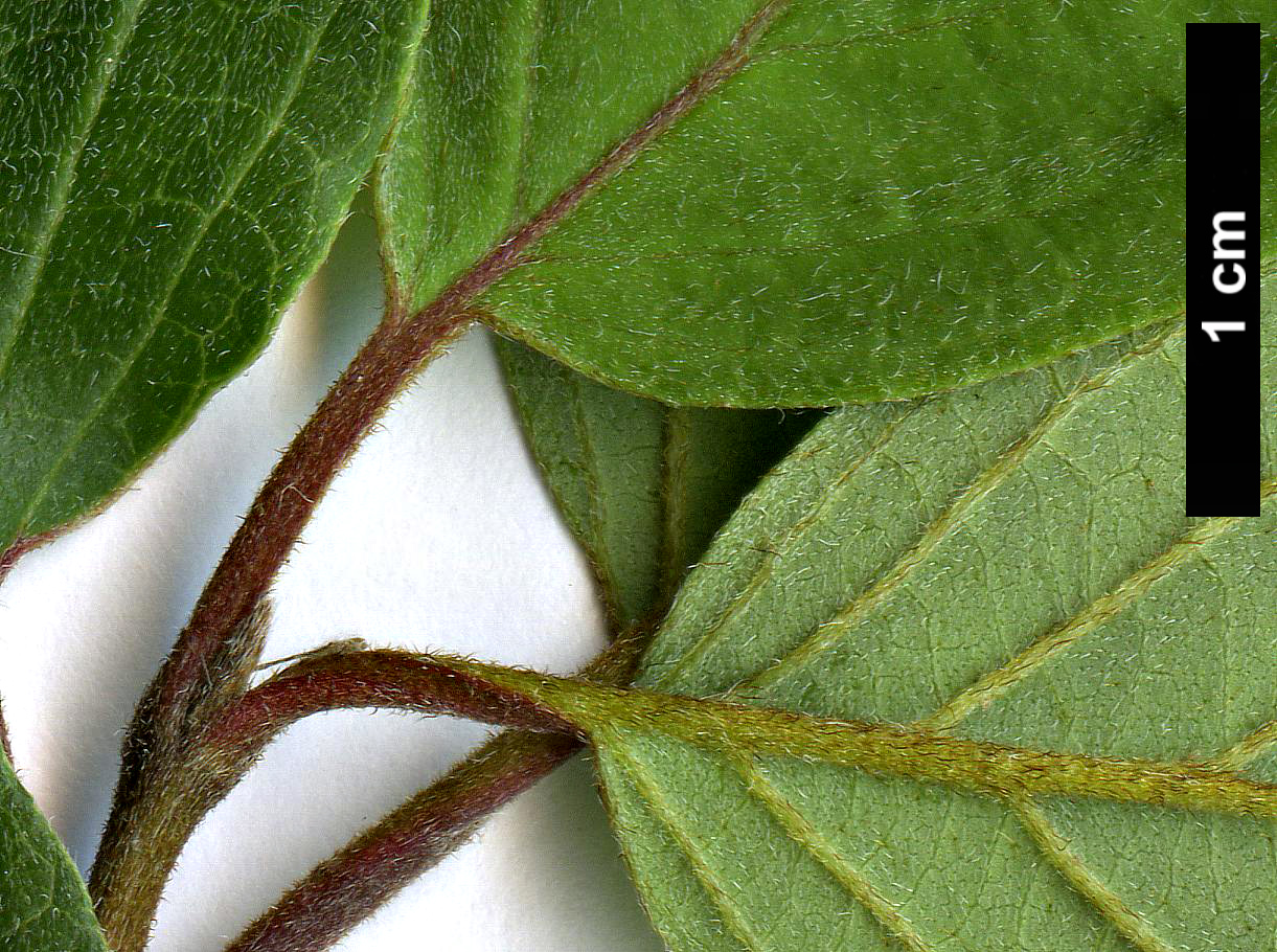 High resolution image: Family: Cornaceae - Genus: Cornus - Taxon: drummondii