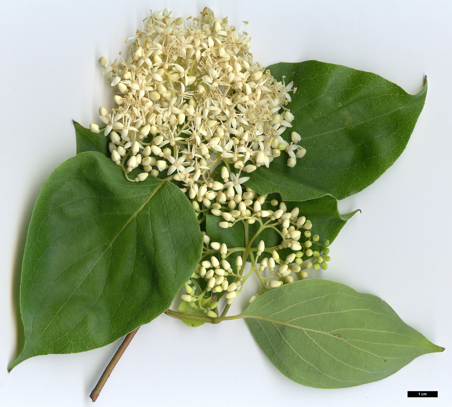 High resolution image: Family: Cornaceae - Genus: Cornus - Taxon: drummondii