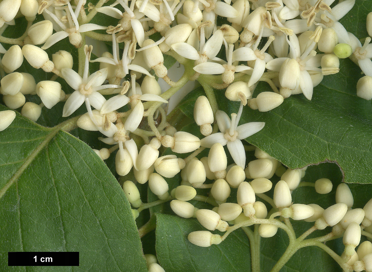 High resolution image: Family: Cornaceae - Genus: Cornus - Taxon: drummondii