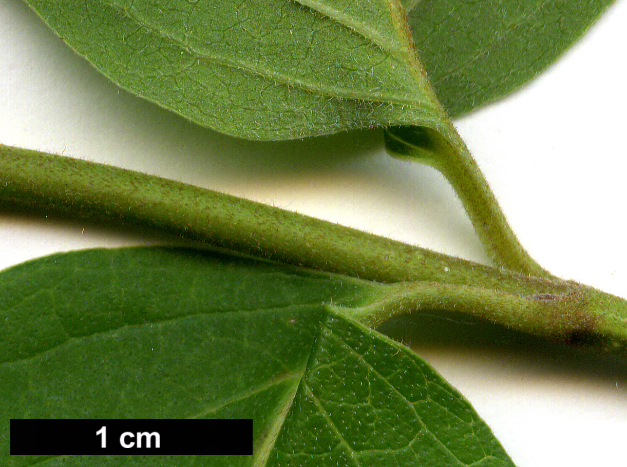 High resolution image: Family: Cornaceae - Genus: Cornus - Taxon: drummondii