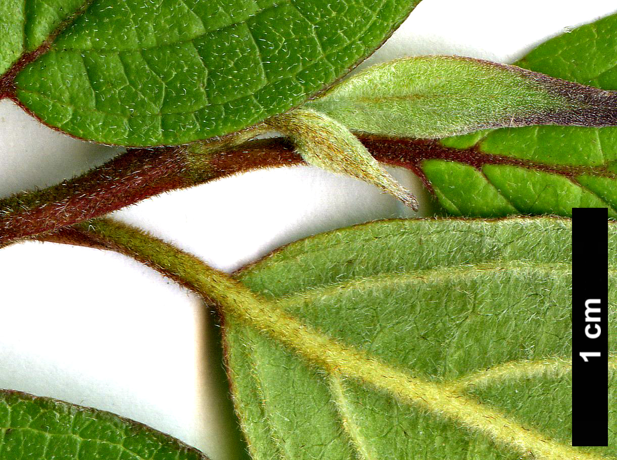 High resolution image: Family: Cornaceae - Genus: Cornus - Taxon: excelsa