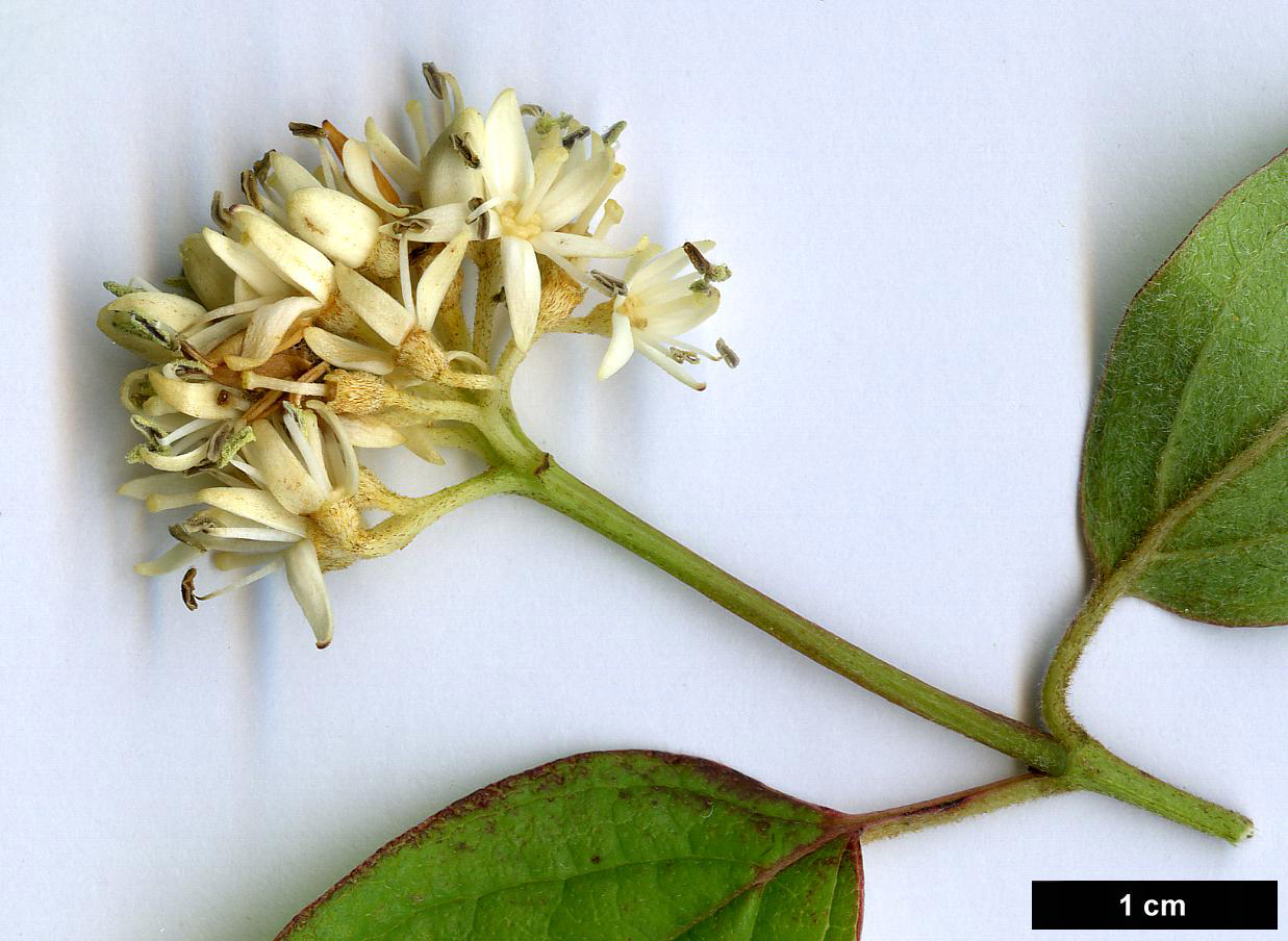 High resolution image: Family: Cornaceae - Genus: Cornus - Taxon: excelsa