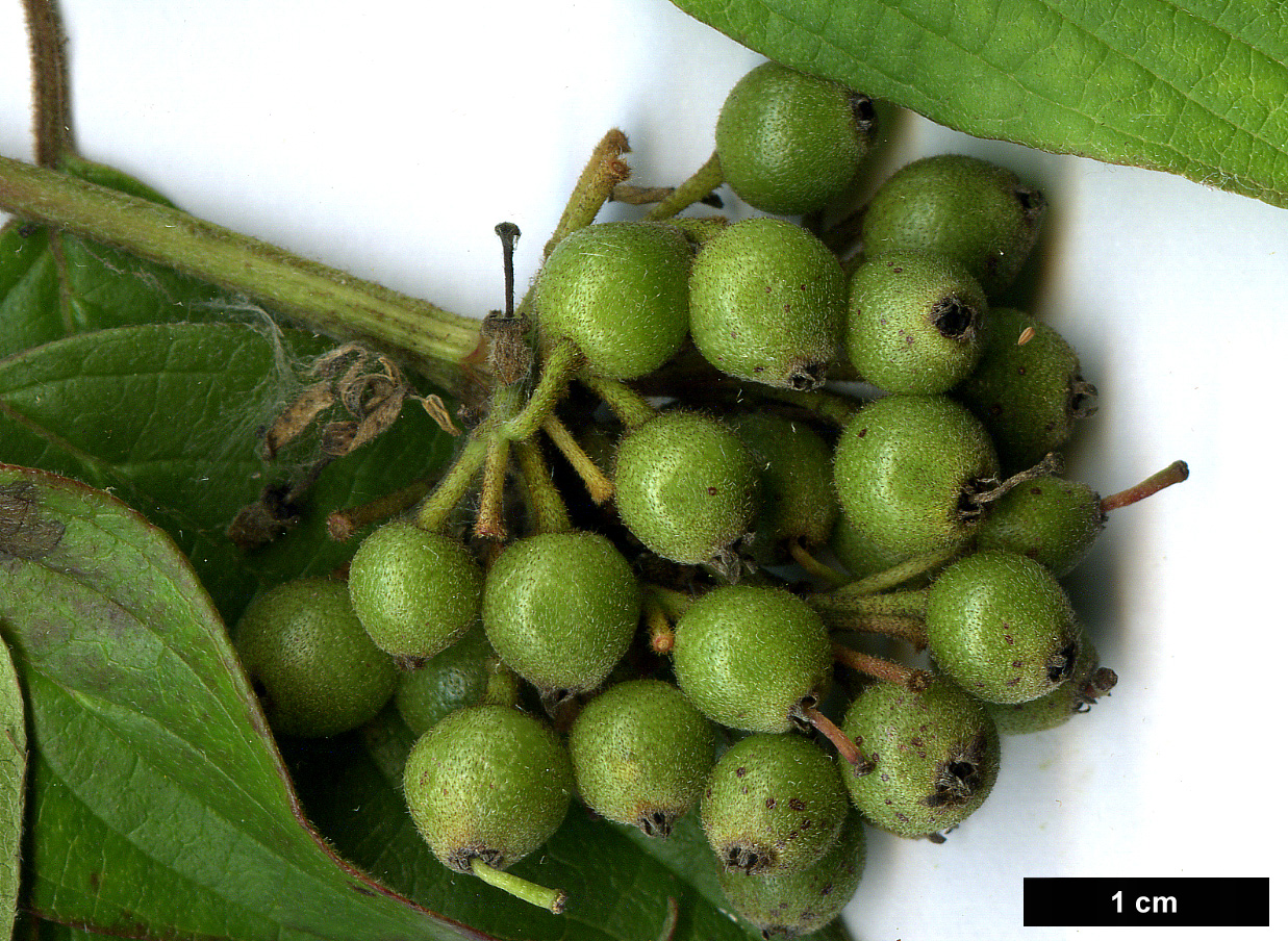 High resolution image: Family: Cornaceae - Genus: Cornus - Taxon: excelsa