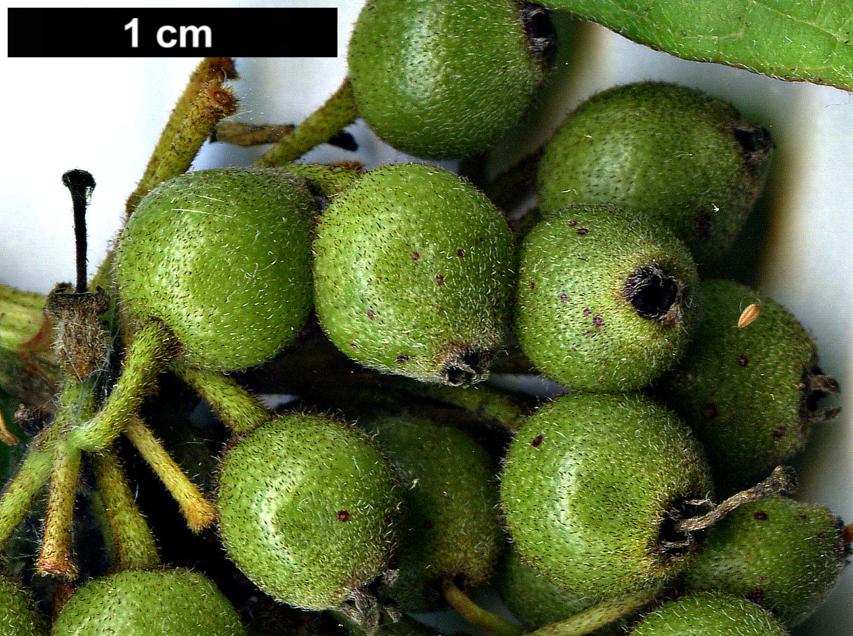 High resolution image: Family: Cornaceae - Genus: Cornus - Taxon: excelsa