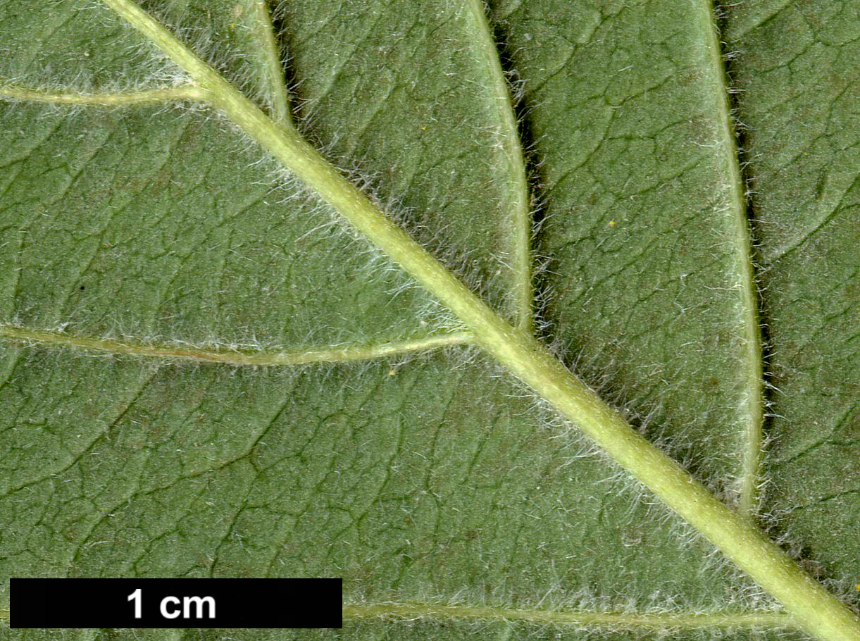 High resolution image: Family: Cornaceae - Genus: Cornus - Taxon: florida