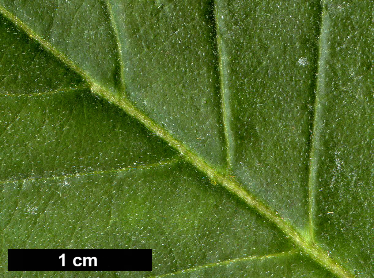 High resolution image: Family: Cornaceae - Genus: Cornus - Taxon: florida