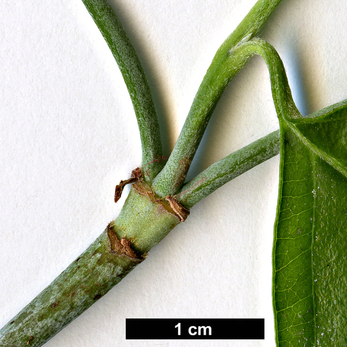 High resolution image: Family: Cornaceae - Genus: Cornus - Taxon: florida