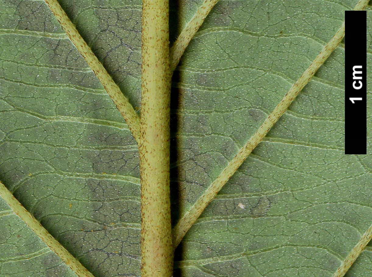 High resolution image: Family: Cornaceae - Genus: Cornus - Taxon: hemsleyi