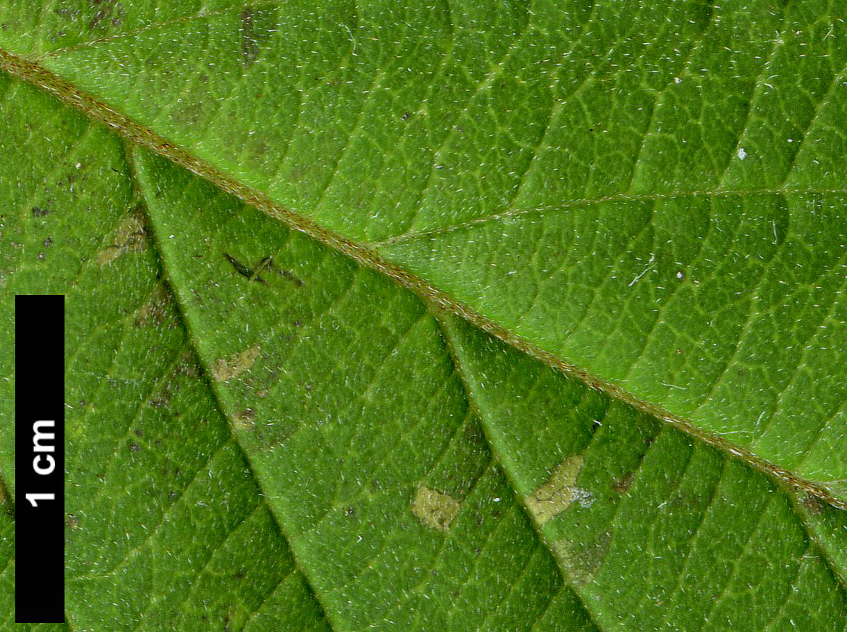 High resolution image: Family: Cornaceae - Genus: Cornus - Taxon: hemsleyi