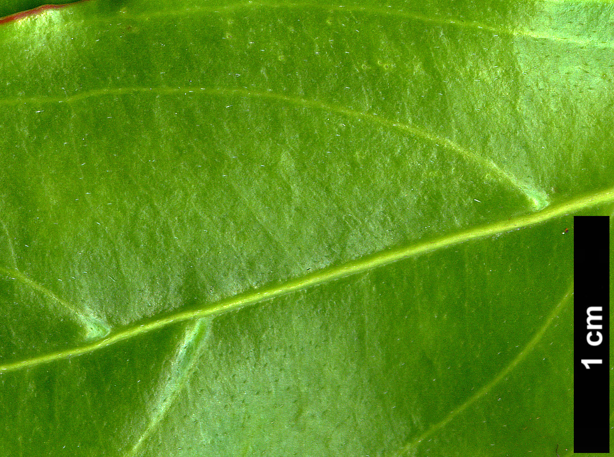 High resolution image: Family: Cornaceae - Genus: Cornus - Taxon: hongkongensis