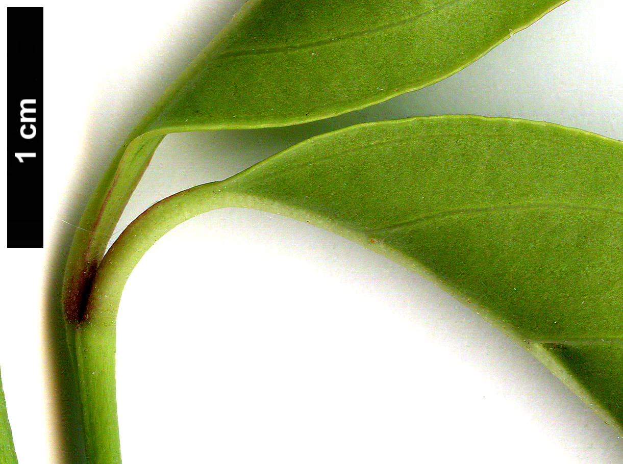 High resolution image: Family: Cornaceae - Genus: Cornus - Taxon: hongkongensis