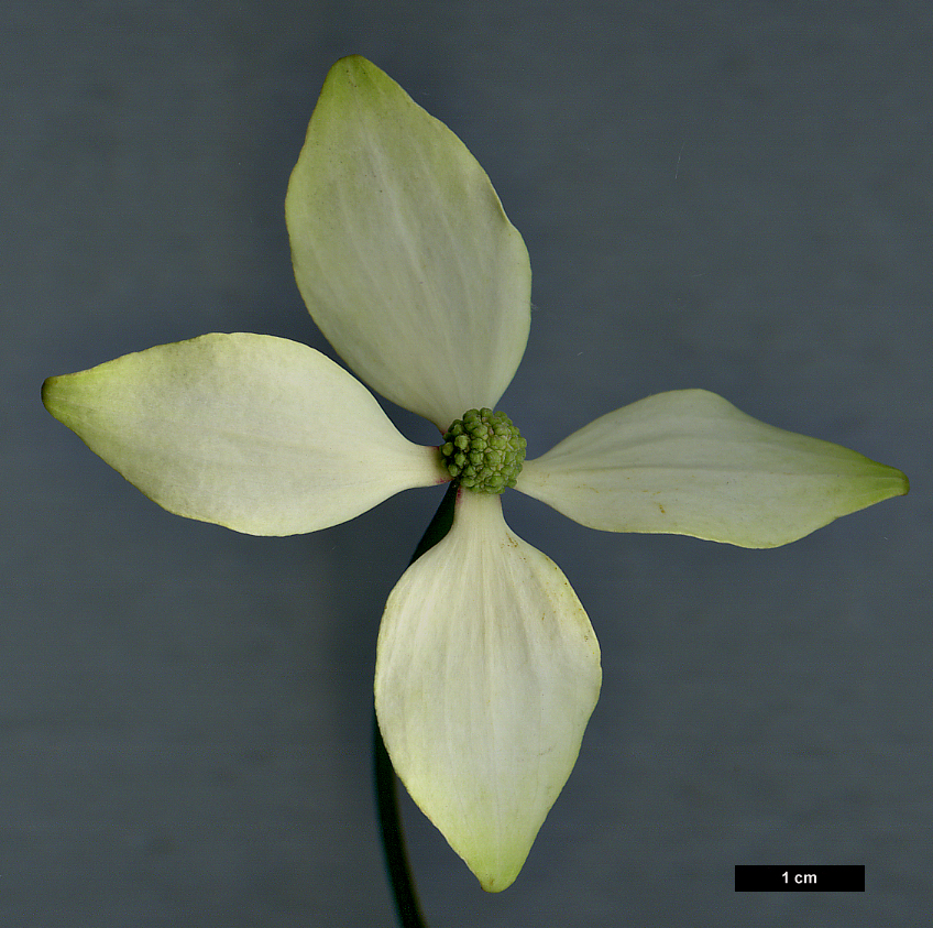 High resolution image: Family: Cornaceae - Genus: Cornus - Taxon: hongkongensis