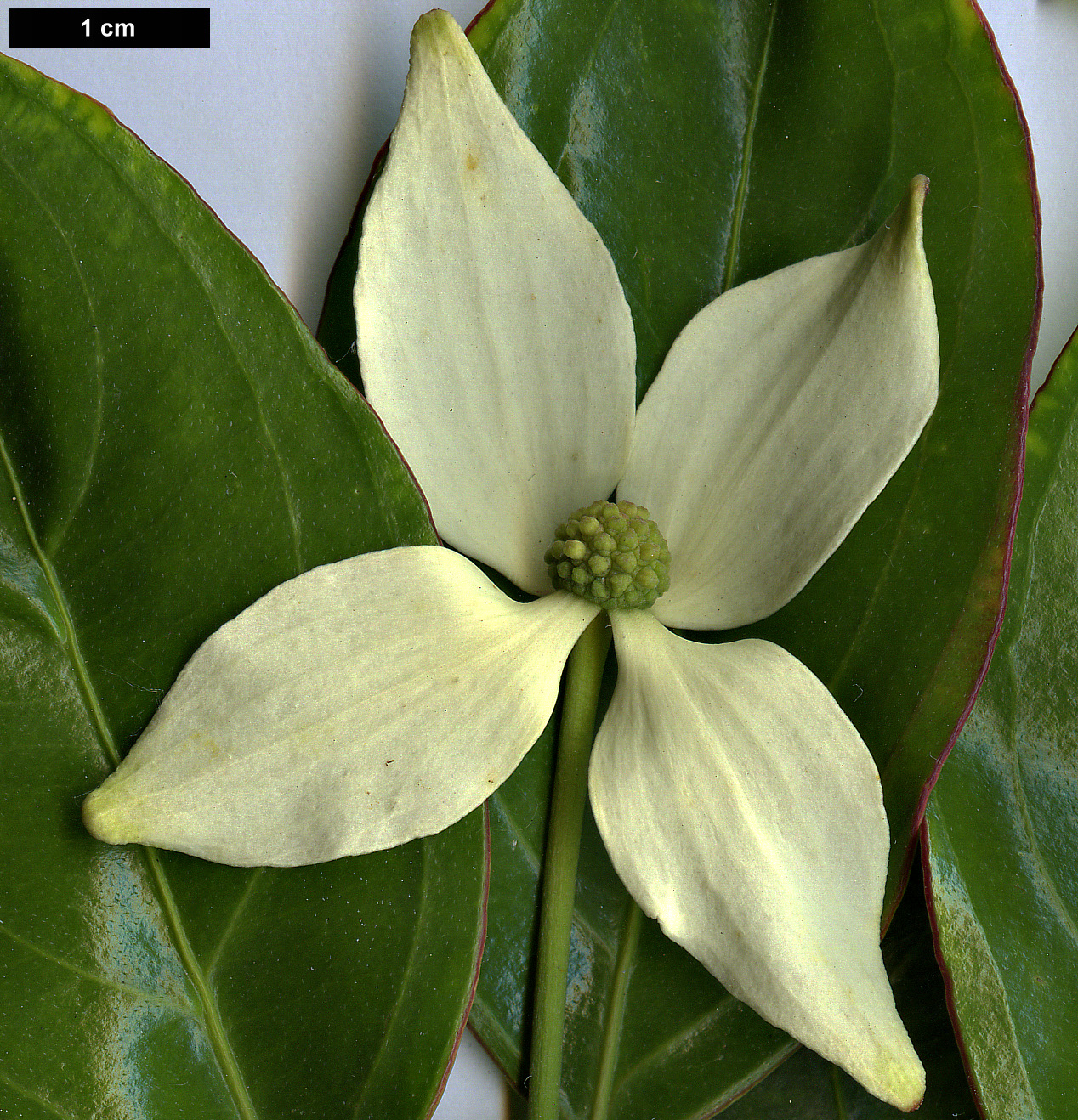 High resolution image: Family: Cornaceae - Genus: Cornus - Taxon: hongkongensis