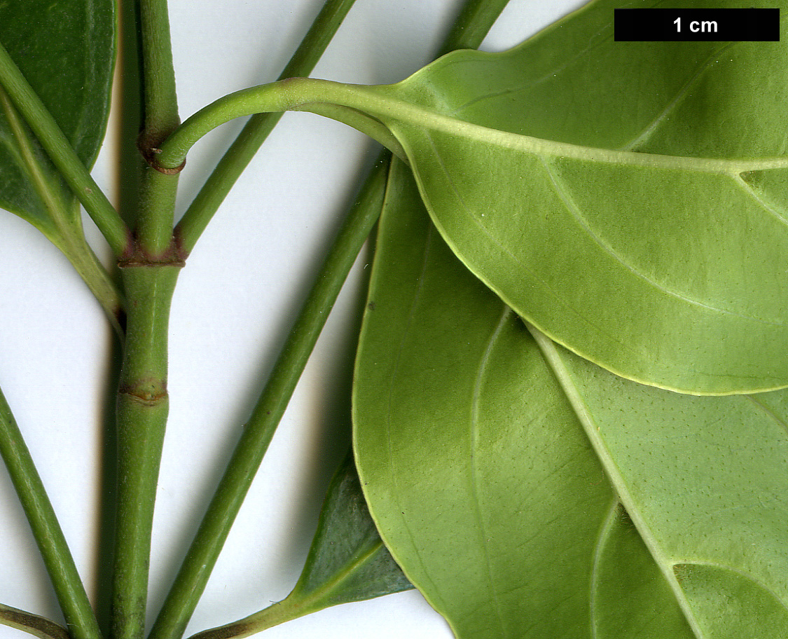 High resolution image: Family: Cornaceae - Genus: Cornus - Taxon: hongkongensis