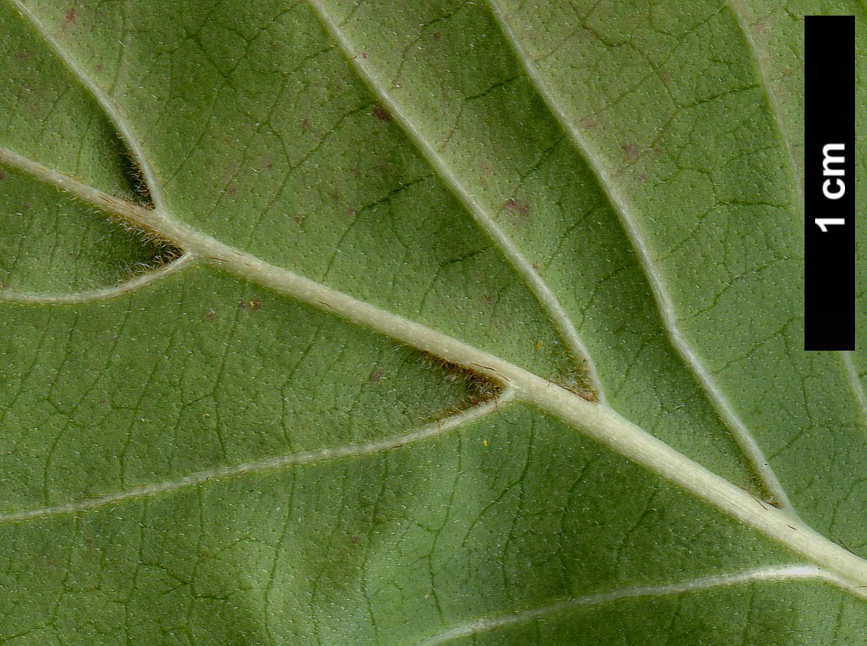 High resolution image: Family: Cornaceae - Genus: Cornus - Taxon: kousa