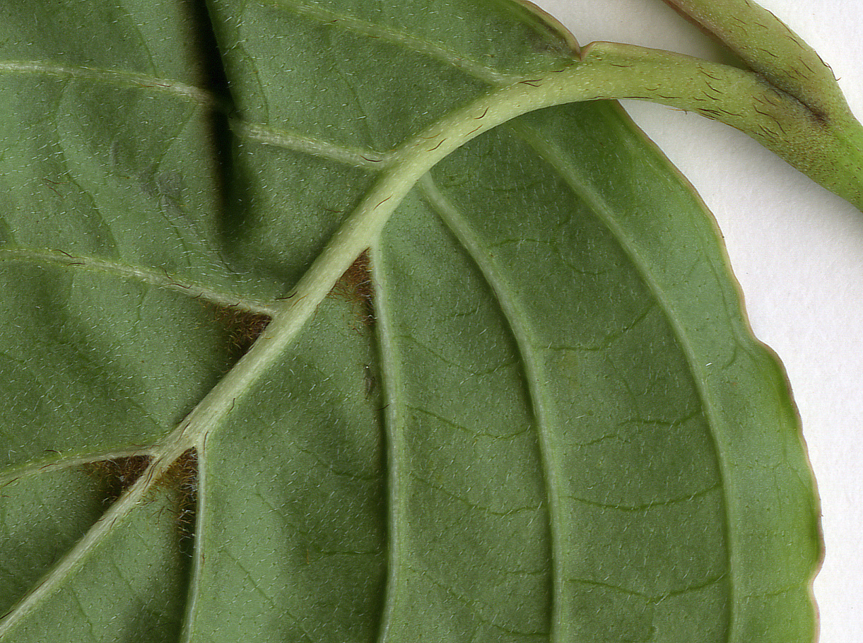 High resolution image: Family: Cornaceae - Genus: Cornus - Taxon: kousa