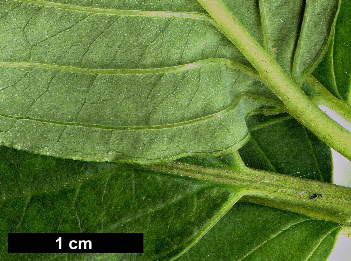 High resolution image: Family: Cornaceae - Genus: Cornus - Taxon: macrophylla