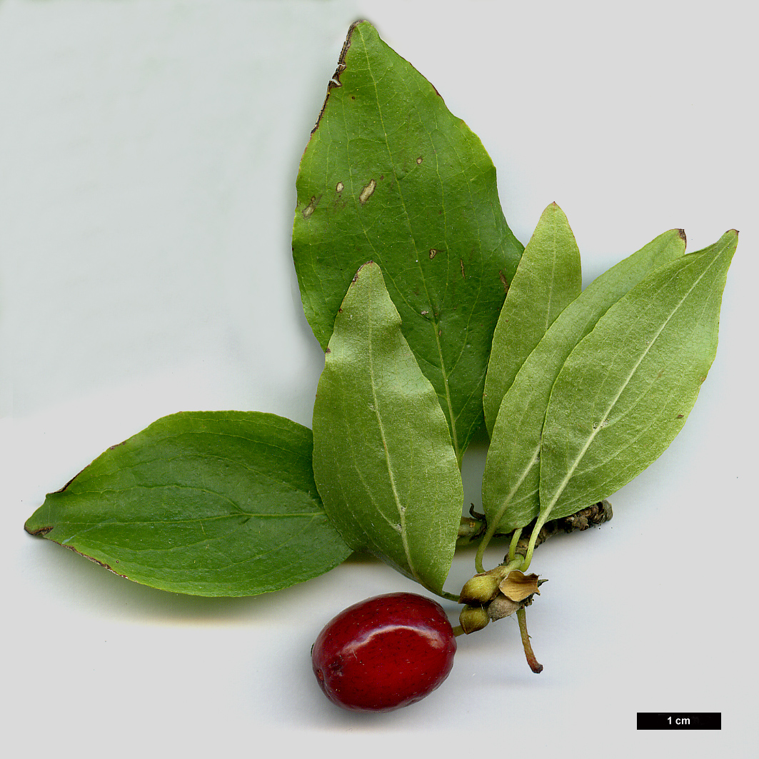 High resolution image: Family: Cornaceae - Genus: Cornus - Taxon: mas