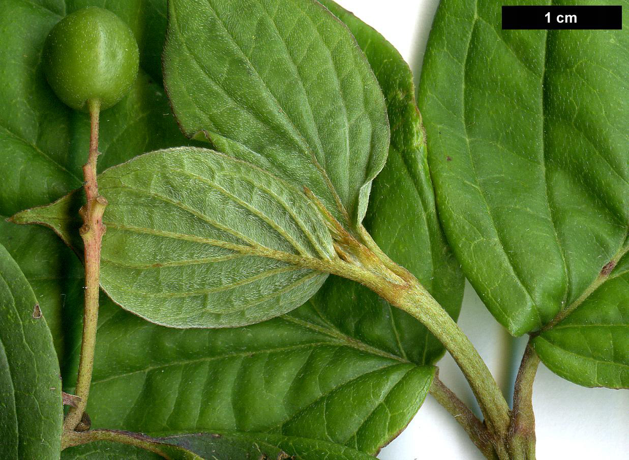 High resolution image: Family: Cornaceae - Genus: Cornus - Taxon: meyeri