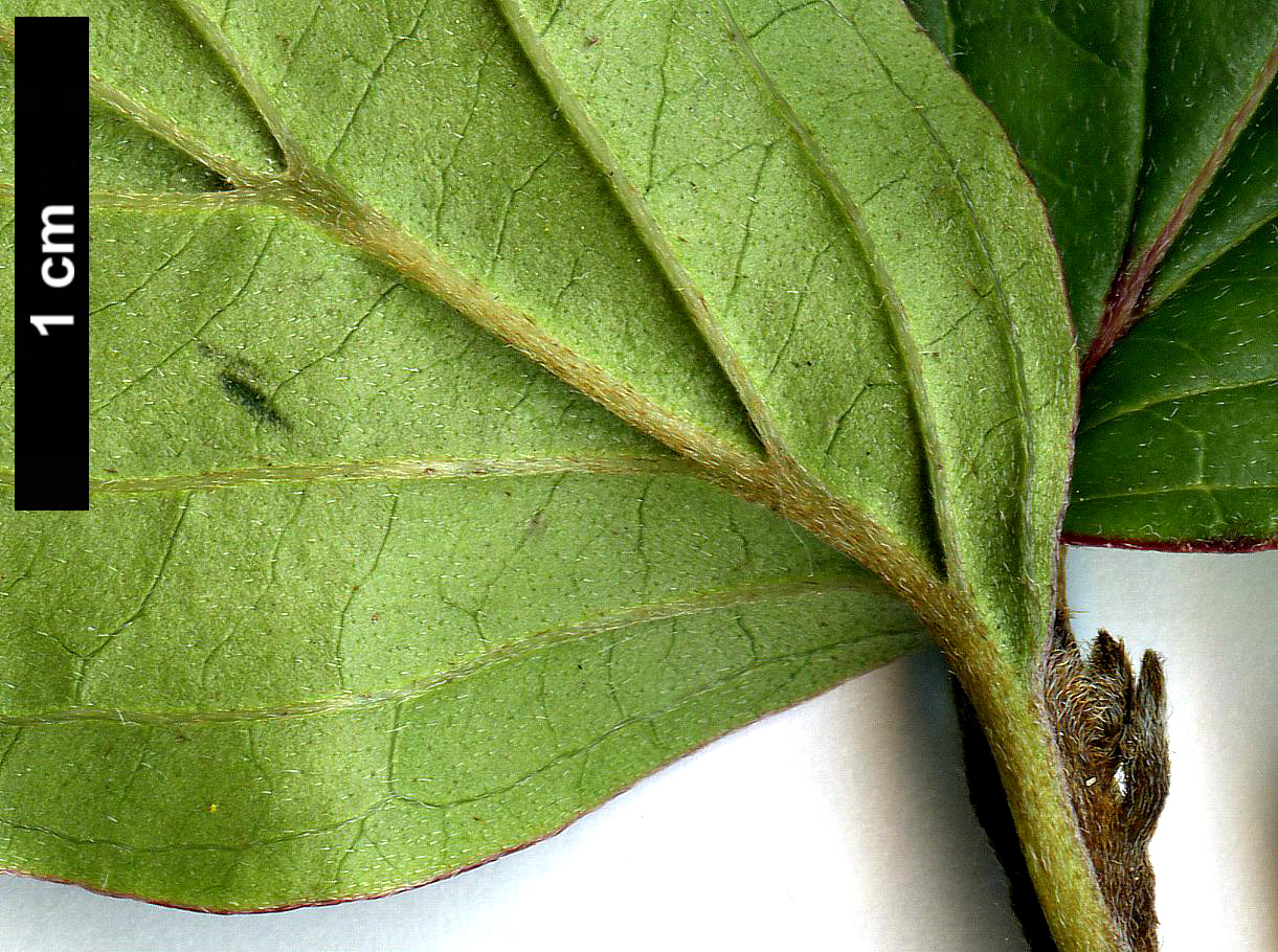 High resolution image: Family: Cornaceae - Genus: Cornus - Taxon: meyeri