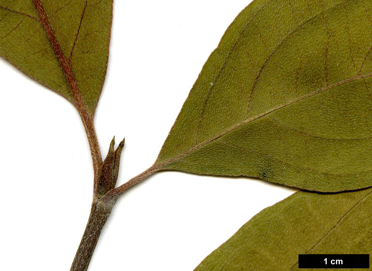 High resolution image: Family: Cornaceae - Genus: Cornus - Taxon: multinervosa