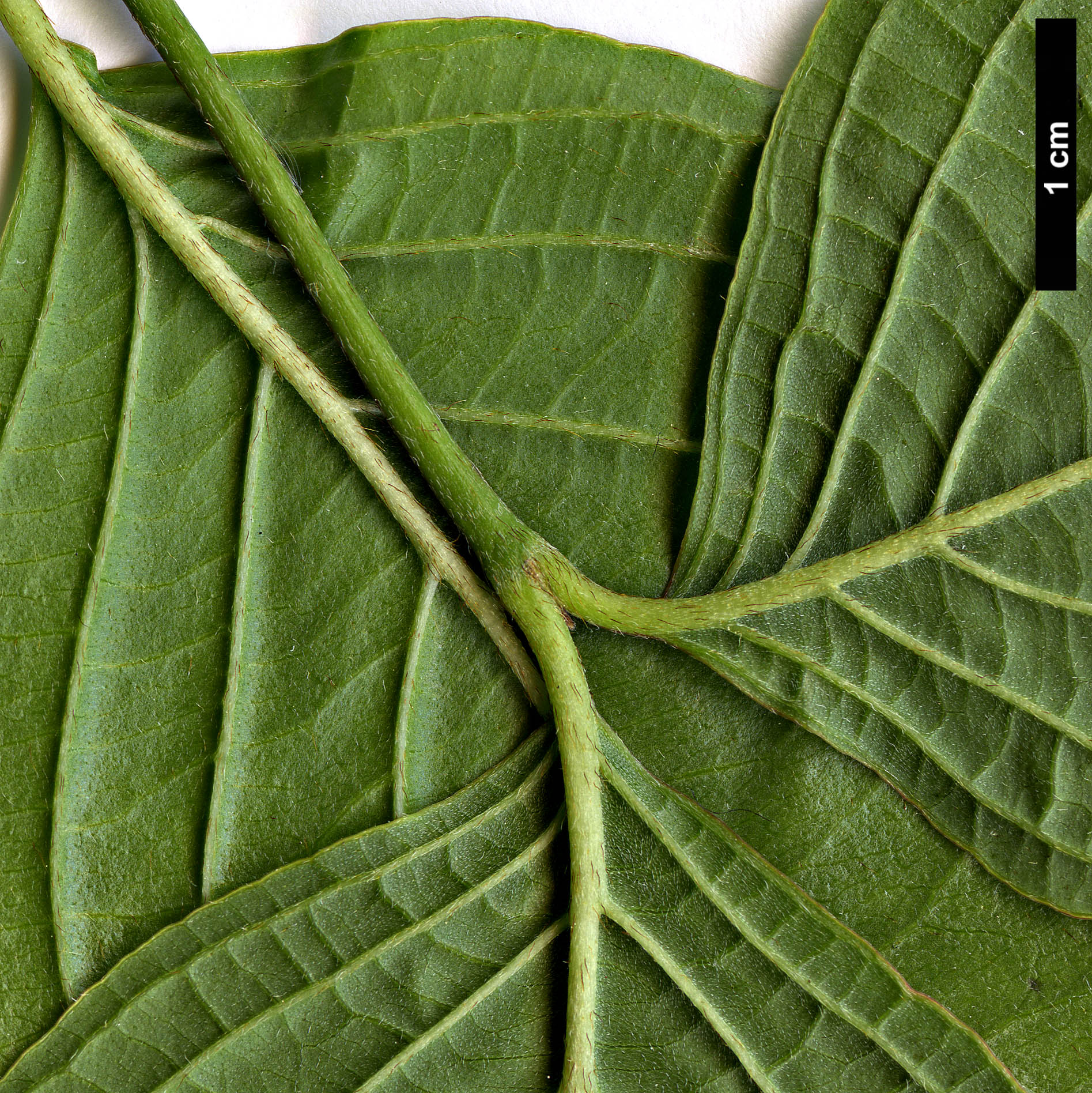 High resolution image: Family: Cornaceae - Genus: Cornus - Taxon: multinervosa